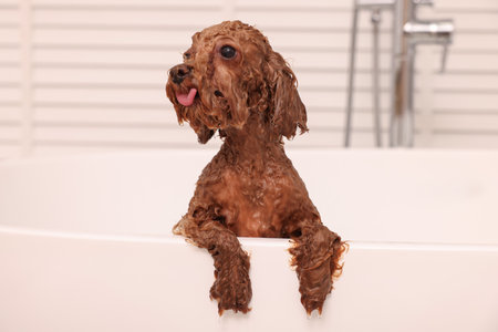 Cute wet Maltipoo dog in bathtub indoors. Lovely petの写真素材