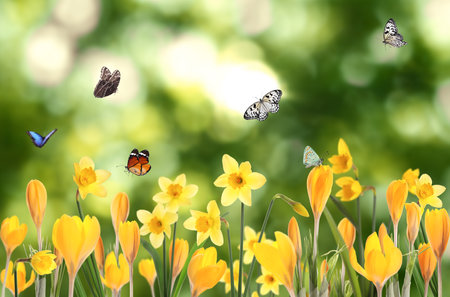 Spring season. Beautiful blooming flowers and butterflies outdoorsの写真素材