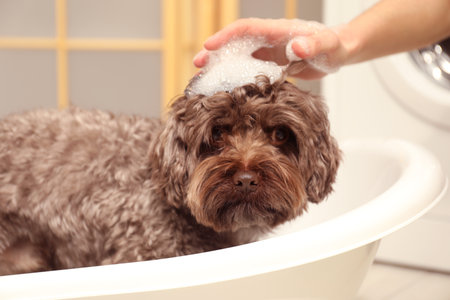 Woman washing her cute dog with shampoo in bathroom, closeupの写真素材