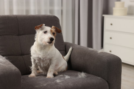 Cute dog sitting on armchair with pet hair at homeの写真素材