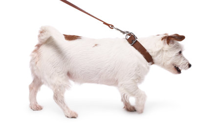 Cute dog walking on leash against white backgroundの写真素材