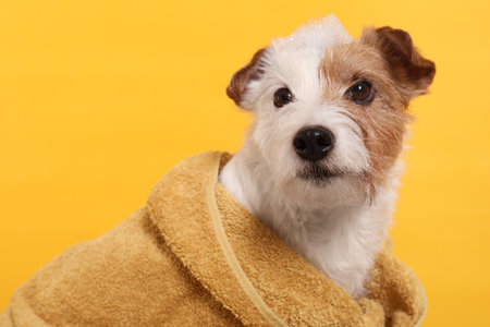 Portrait of cute dog in towel with shampoo foam on head against yellow backgroundの写真素材