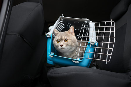 Travel with pet. Cute cat in carrier inside carの写真素材