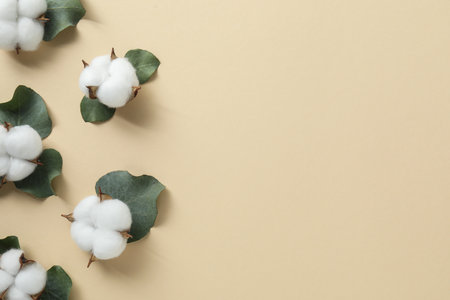 Cotton flowers and eucalyptus leaves on beige background, flat lay. Space for textの写真素材