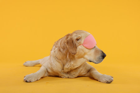 Cute Labrador Retriever with sleep mask resting on yellow backgroundの写真素材