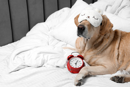 Cute Labrador Retriever with sleep mask and alarm clock resting on bed, space for textの写真素材