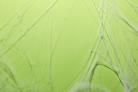 Creepy white cobweb hanging on green backgroundの写真素材