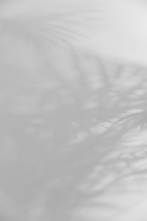 Shadow of plant falling on white wall, space for text