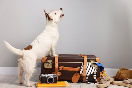Travel with pet. Dog, clothes and suitcase indoorsの写真素材
