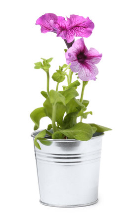 Petunia in metal flower pot isolated on whiteの写真素材