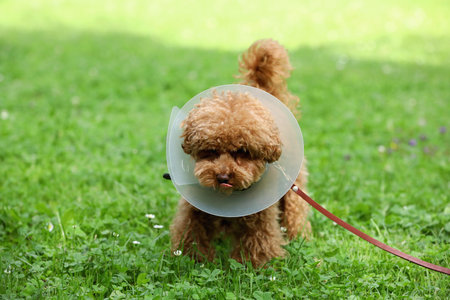 Cute Maltipoo dog with Elizabethan collar on green grass outdoorsの写真素材