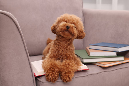 Cute Maltipoo dog with books on armchair indoors. Lovely petの写真素材