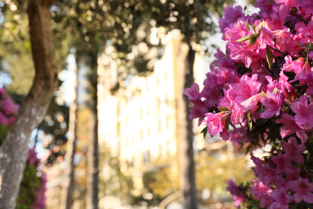 Beautiful Rhododendron bush with pink flowers growing outdoors. Space for textの写真素材