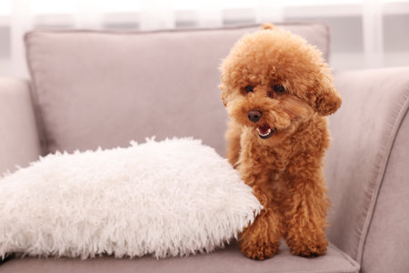 Cute Maltipoo dog with soft pillow on armchair indoors. Lovely petの写真素材