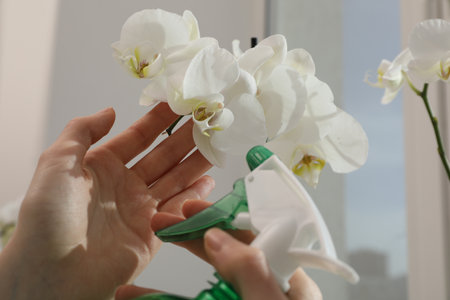 Woman spraying blooming white orchid flowers with water near window, closeupの写真素材
