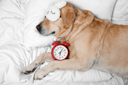 Cute Labrador Retriever with sleep mask and alarm clock resting on bed, top viewの写真素材