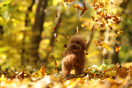 Cute Maltipoo dog and falling leaves in autumn parkの写真素材