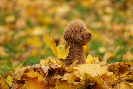 Cute Maltipoo dog playing in heap of dry leaves in autumn parkの写真素材