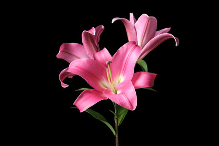 Beautiful pink lily flowers on black backgroundの写真素材