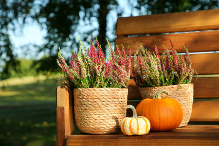Beautiful heather flowers in pots and pumpkins on wooden bench outdoors, space for textの写真素材