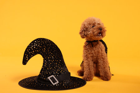 Cute Maltipoo dog with hat dressed in witch for Halloween celebration on orange backgroundの写真素材