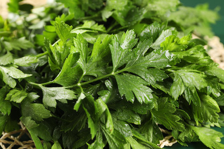 Fresh green parsley leaves with water drops, closeupの写真素材