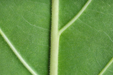 Texture of green leaf as background, macro photo