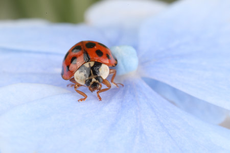 Ladybug on beautiful hydrangea flower, macro view. Space for textの写真素材