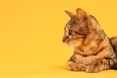 Cute Bengal cat on orange background, space for textの写真素材