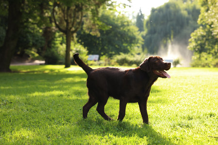 Adorable Labrador Retriever dog in park on sunny dayの写真素材
