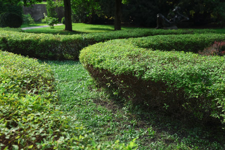 Green hedge growing in park. Gardening and landscaping
