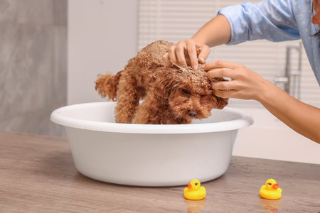 Woman washing cute Maltipoo dog in basin indoors. Lovely petの写真素材