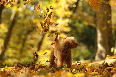 Cute Maltipoo dog and falling leaves in autumn parkの写真素材
