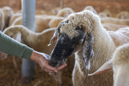 Man feeding sheep on farm, closeup. Cute animalsの写真素材