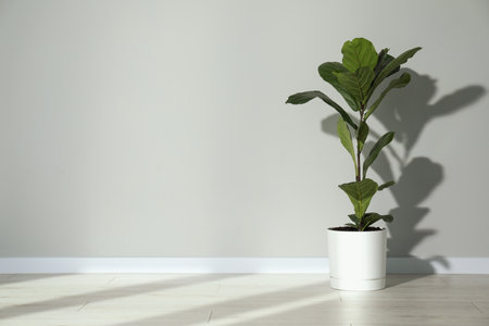 Fiddle Fig or Ficus Lyrata plant with green leaves near light gray wall indoors. Space for textの写真素材