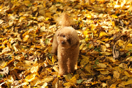 Cute Maltipoo dog in beautiful autumn parkの写真素材