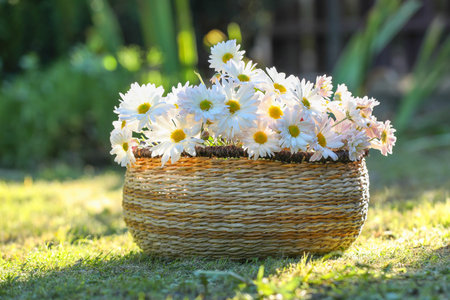 Beautiful wild flowers in wicker basket on green grass outdoorsの写真素材