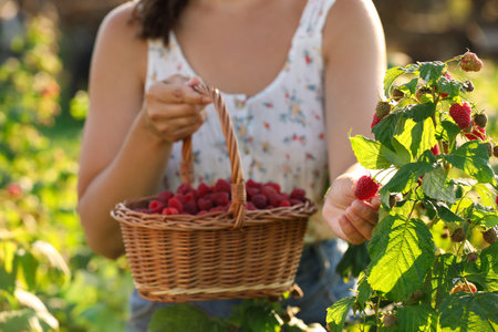 Woman with wicker basket picking ripe raspberries from bush outdoors, closeupの写真素材