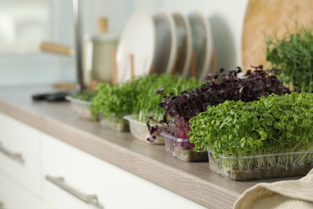 Different fresh microgreens in plastic containers on countertop in kitchen, space for textの写真素材