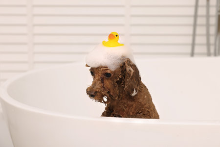 Cute Maltipoo dog with foam and rubber duck in bathtub indoors. Lovely petの写真素材
