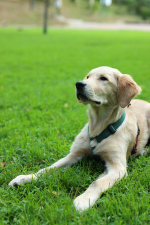 Cute Labrador Retriever puppy lying on green grass in park, space for textの写真素材