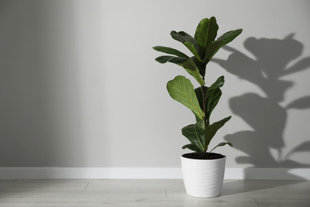 Fiddle Fig or Ficus Lyrata plant with green leaves in pot near white wall indoors, space for textの写真素材