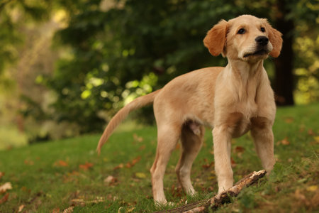 Cute Labrador Retriever puppy on green grass in park, space for textの写真素材