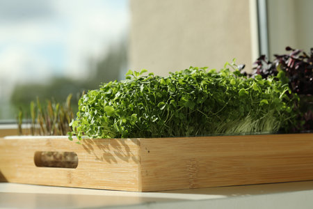 Different fresh microgreens in wooden crate on windowsill indoorsの写真素材