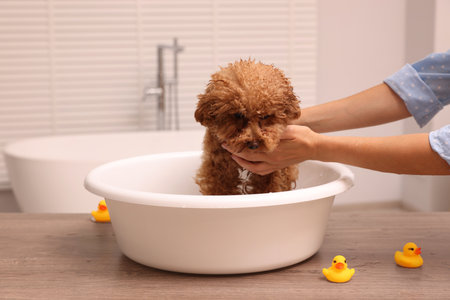 Woman washing cute Maltipoo dog in basin indoors. Lovely petの写真素材