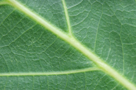 Texture of green leaf as background, macro photoの写真素材