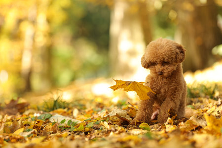 Cute Maltipoo dog in autumn park, space for textの写真素材