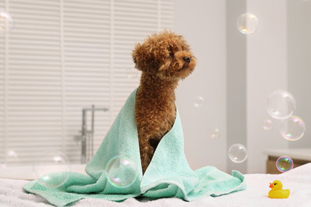 Cute Maltipoo dog wrapped in towel and soap bubbles in bathroom. Lovely petの写真素材