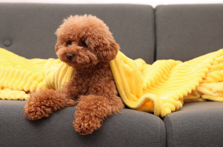 Cute Maltipoo dog with plaid resting on sofa. Lovely pet