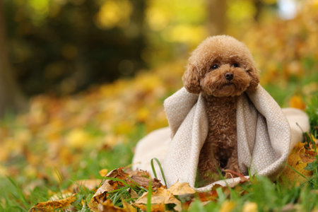 Cute Maltipoo dog wrapped in blanket in autumn park, space for textの写真素材